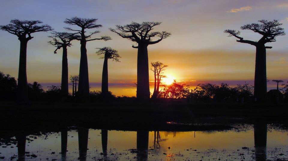 Avenida de los baobabs en Madagascar | Foto © Beatriz Pérez