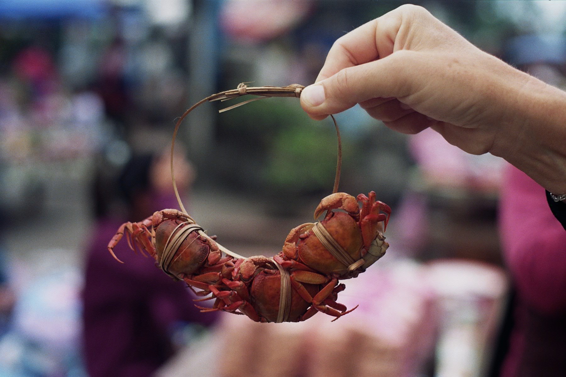 Cangrejos en un mercado local de Laos | Foto © Carme Bruch