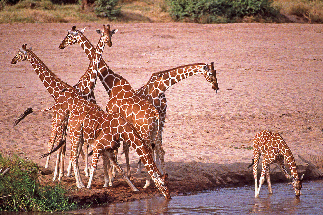 Grupo de jirafas en Kenya | Foto © Ignasi Rovira
