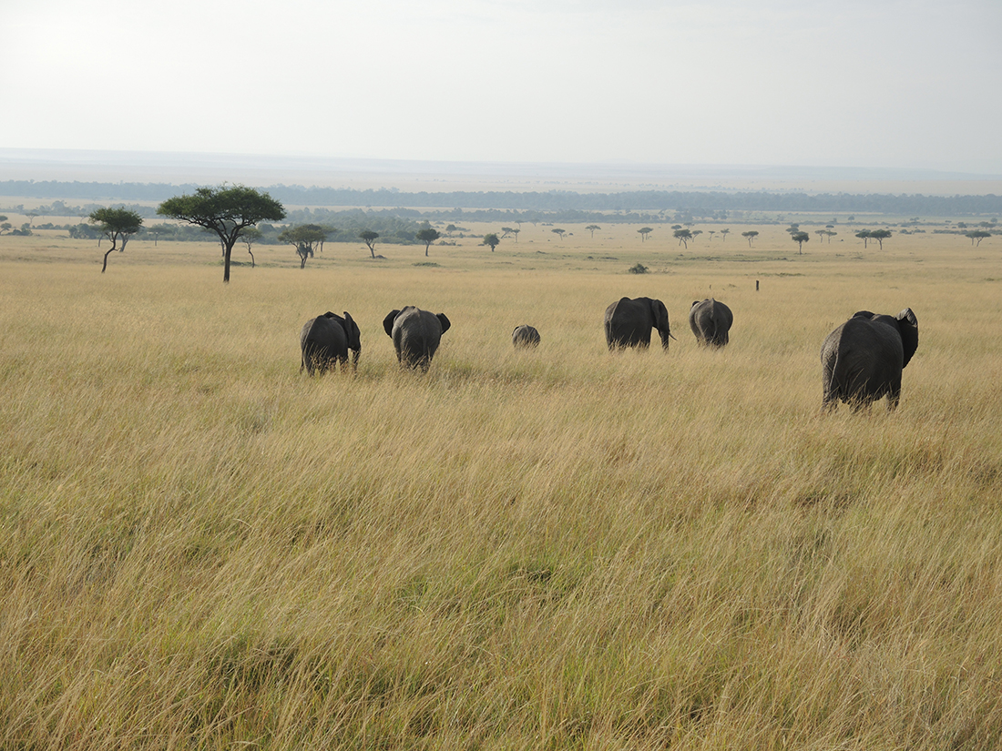 Una manada de elefantes en Serengeti | Foto © Alex Badosa