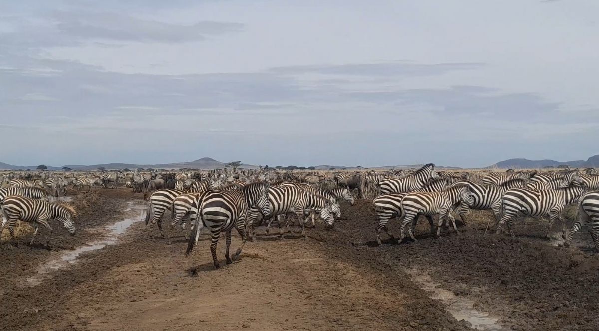 Gran Migració a Tanzània entre Ndutu i Serengeti