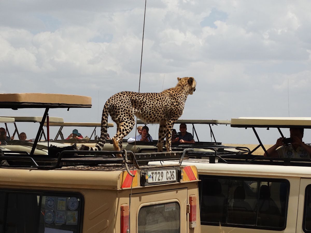 ¿Cuándo viajar a Tanzania? | Autor Jose Luis Ballesca ¿Cuándo viajar a Tanzania? | Autor Jose Luis Ballesca
