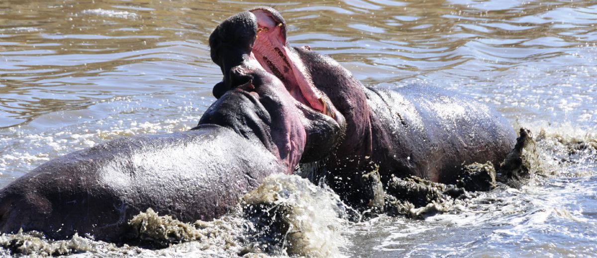 Mejor época para viajar a Tanzania | Joana Palau