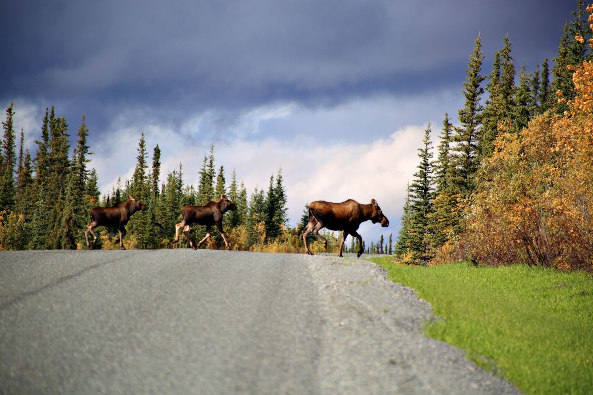 Lo mejor de Yukon y Alaska | Autor Mikel Larretxea Lo mejor de Yukon y Alaska | Autor Mikel Larretxea