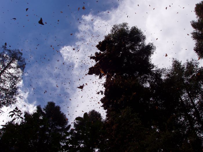 Reserva de la Mariposa Monarca | Jordi Vendrell