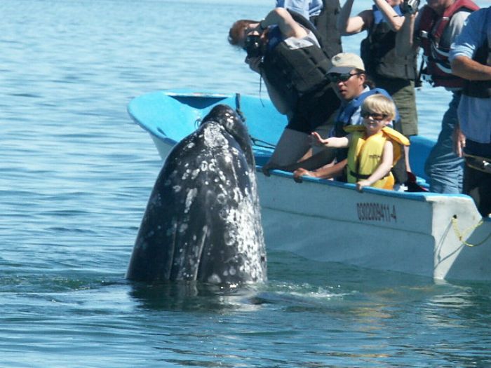 Ballenas en baja California | J. Vendrell