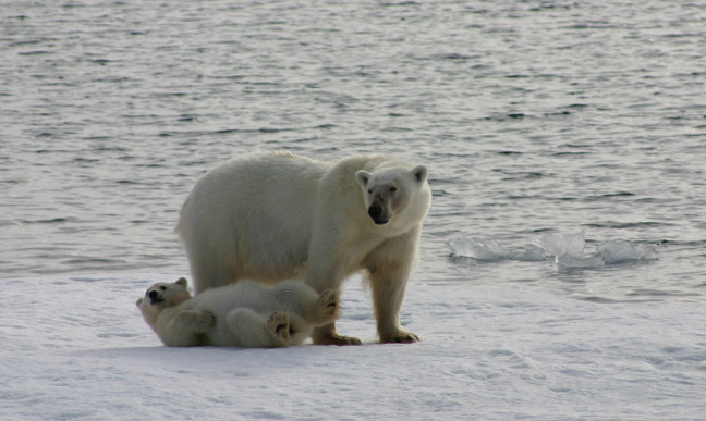 Viajes al Ártico osos polares | Autor Joel Puig