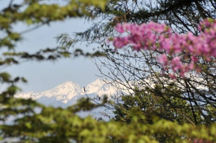 Primavera, la mejor época para viajar a Japón | Arian Tarbal