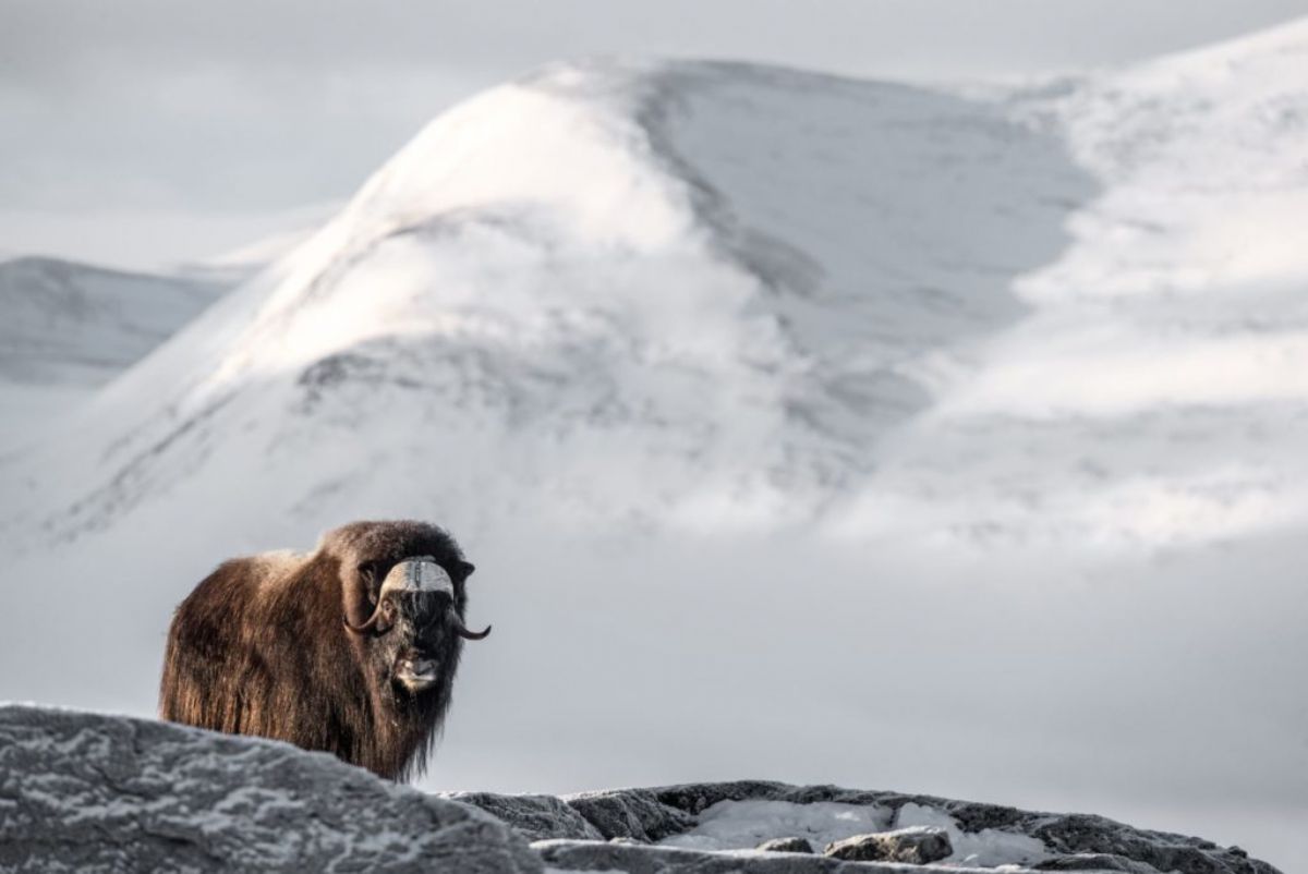 Viaje a Noruega | El paraíso (de la nieve) existe