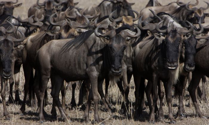 ¿Cuándo viajar a Tanzania? | Autor Alfred Berges ¿Cuándo viajar a Tanzania? | Autor Alfred Berges