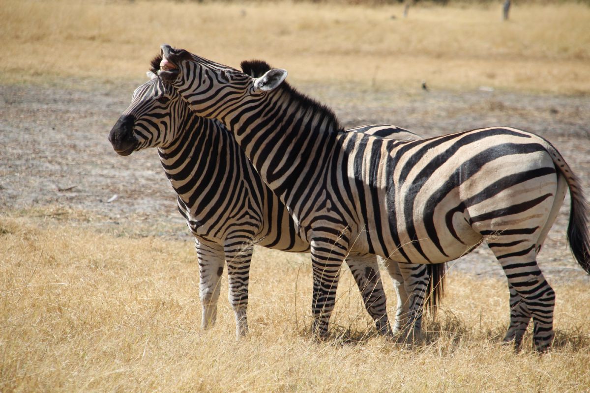 fotos de Botswana autor:Bruce Taylor - Sunway Safaris
