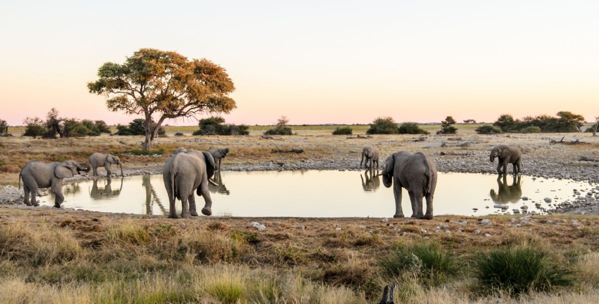 fotos de Botswana autor:Sunway Safaris