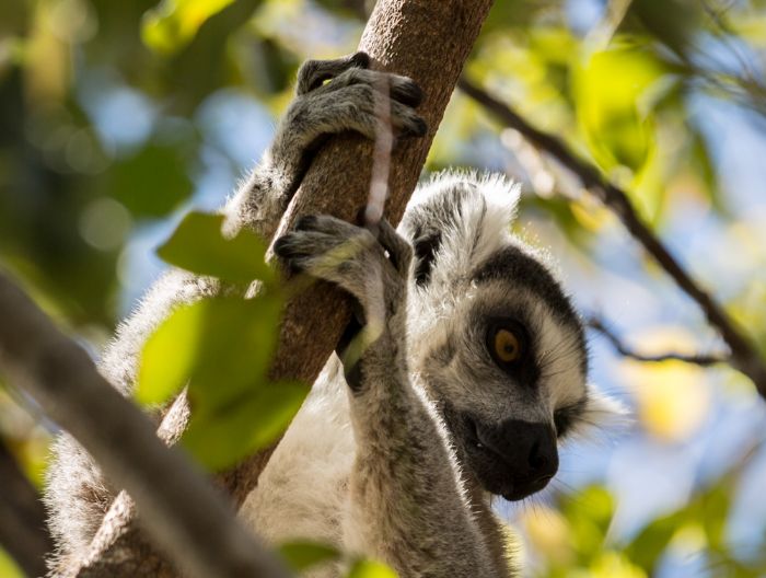 fotos de Madagascar autor:
