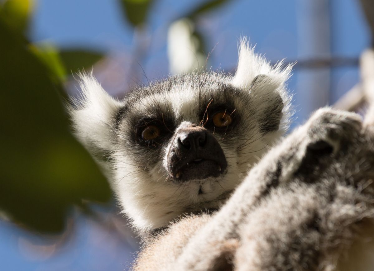 fotos de Madagascar autor: