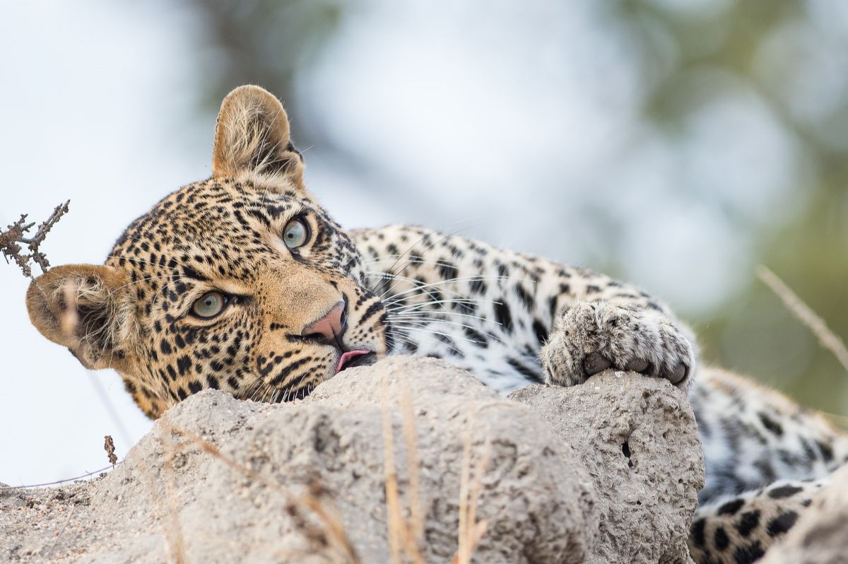 fotos de Safaris en África autor:Carla Vallet