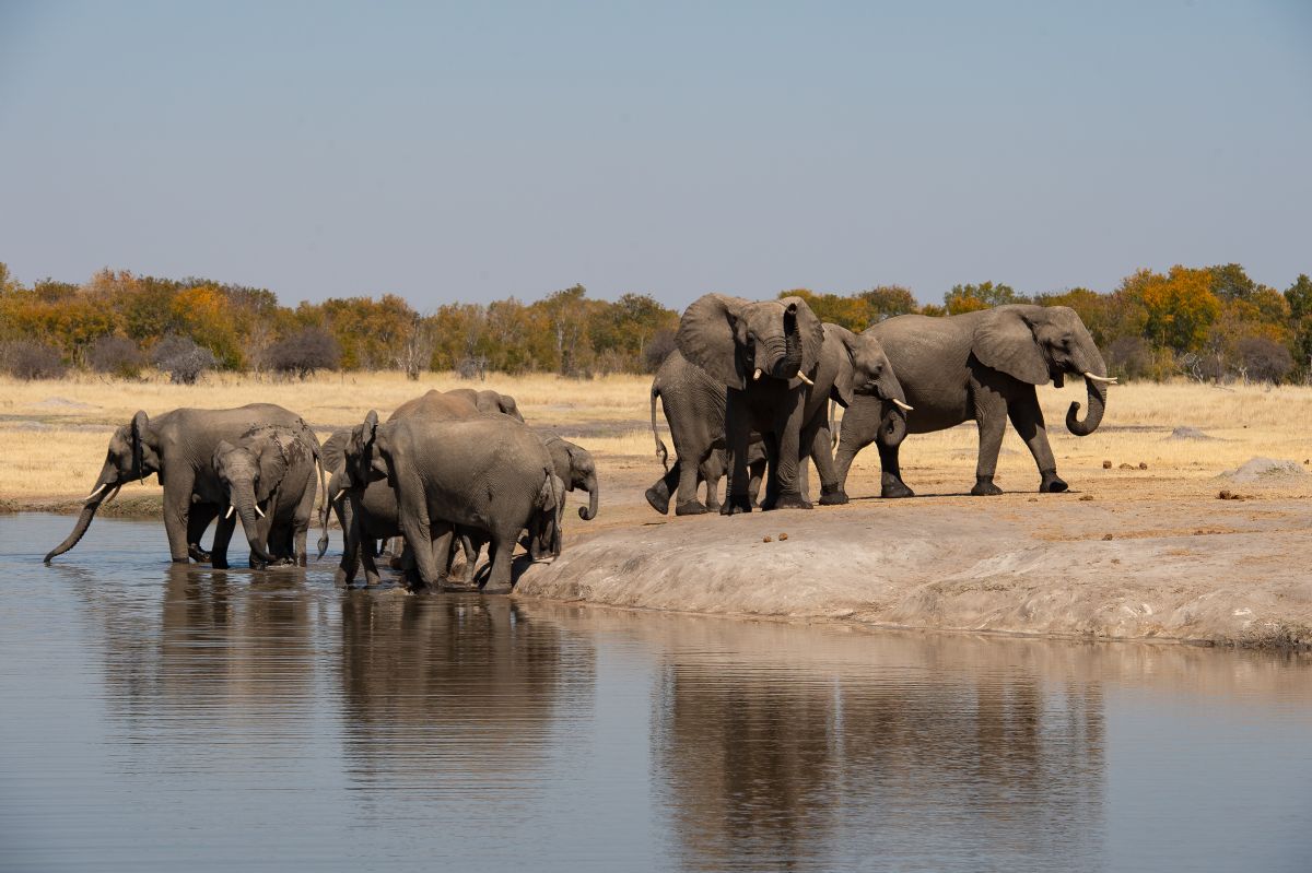 fotos de Safaris en África autor:Bruce Taylor