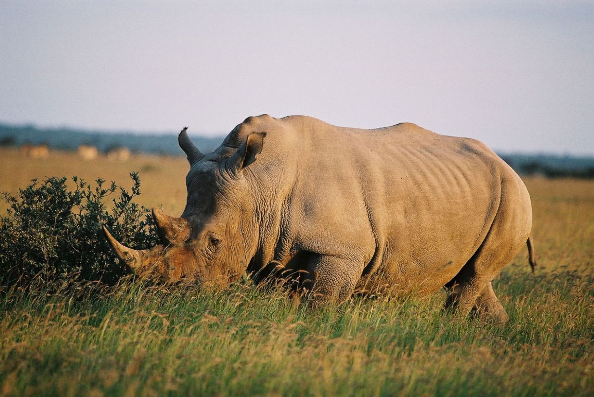 fotos de Safaris en África autor:Archivo