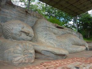 Dambulla - Polonnaruwa - Safari en el P. N. Mineriya - Dambulla                                                                                                                                         