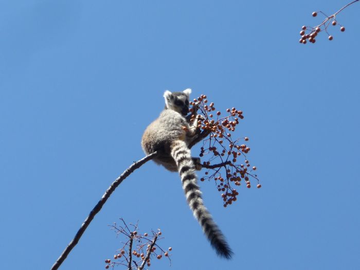 fotos del viaje a Madagascar Esencias del Sur autor:Jordi Casals