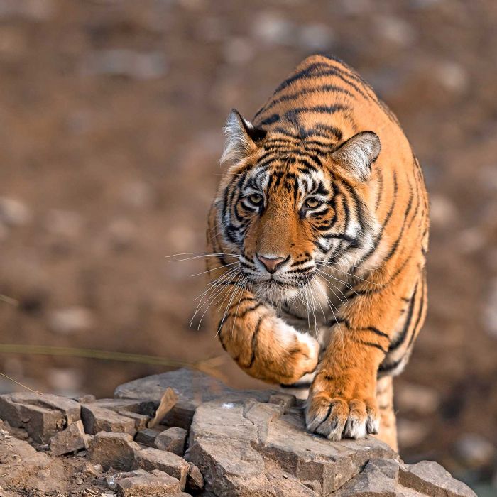 En busca del Tigre de Bengala semana santa 2023