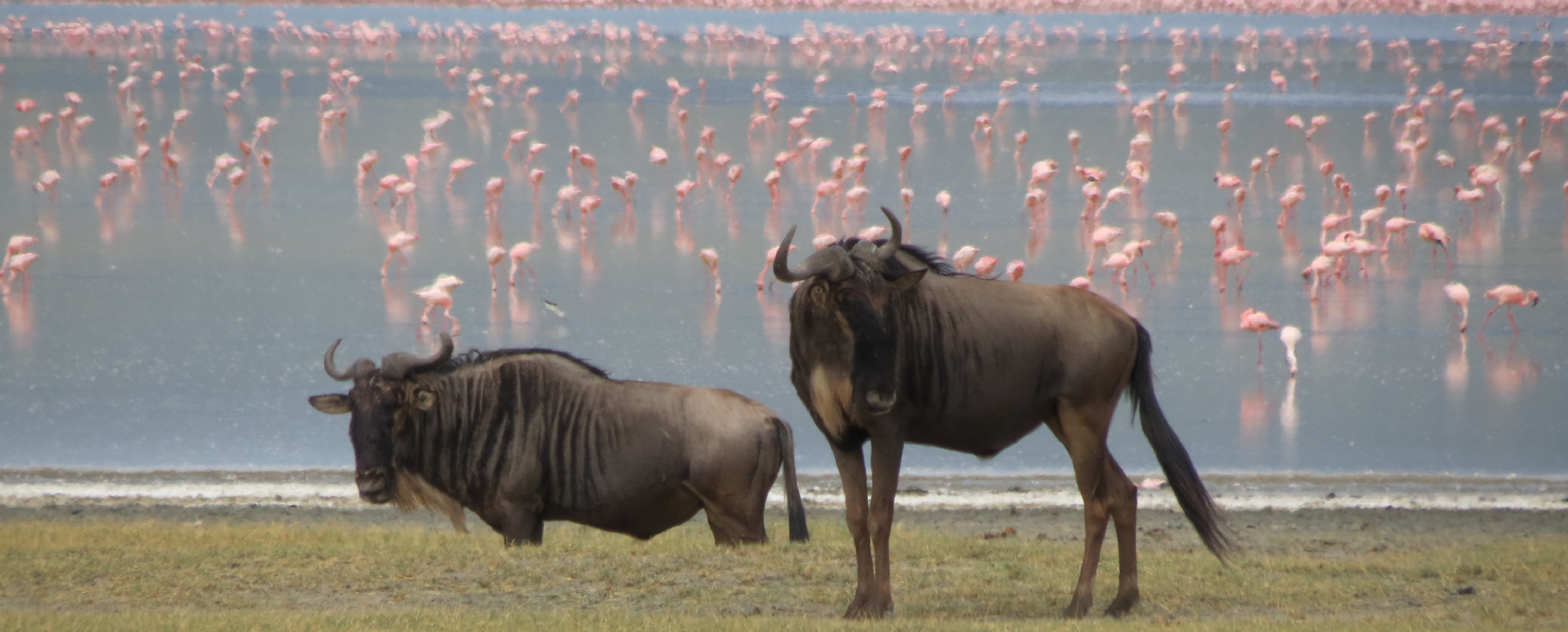 Tanzania-Safari Lago Natron, travesía del Serengeti y Ngorongoro