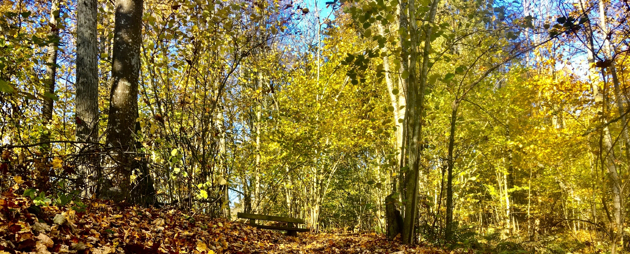 Letonia-Multiactividad en el parque de Gauja
