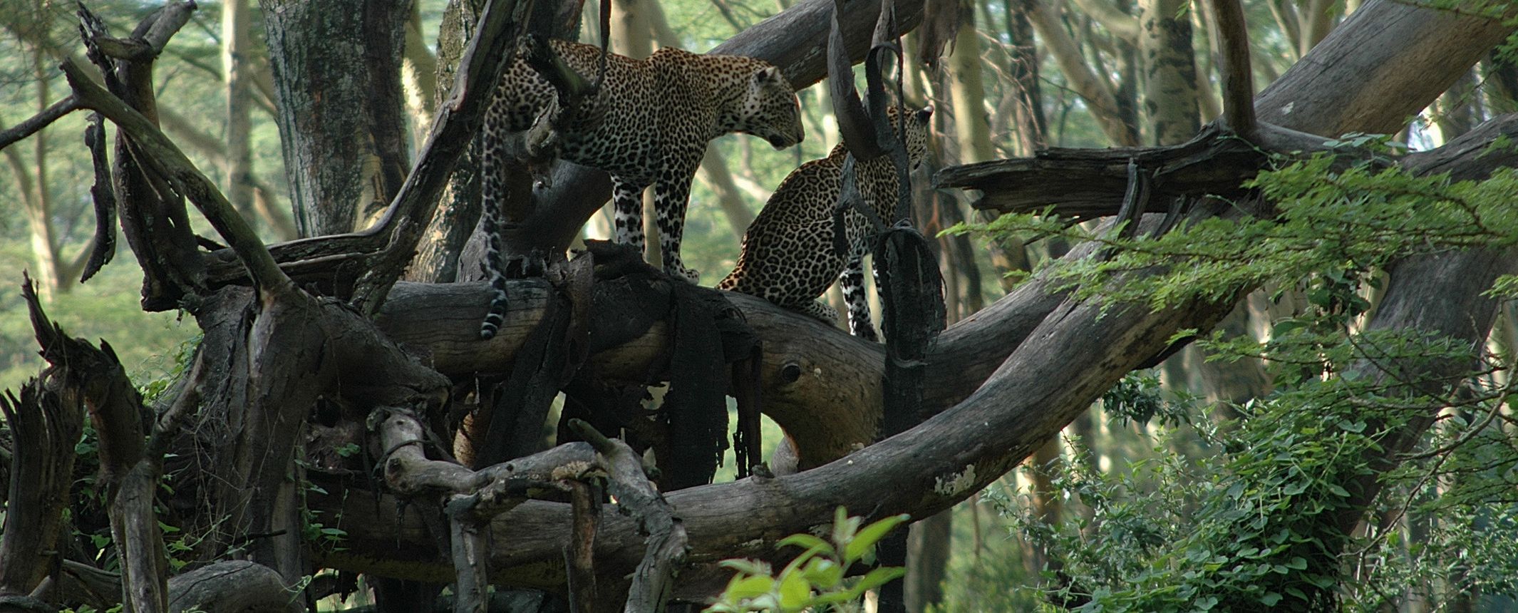 Kenya-Safari Ugunduzi. El pais que quieres conocer