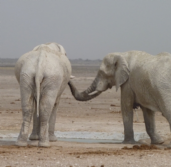 Namibia, Botswana y Zimbabwe