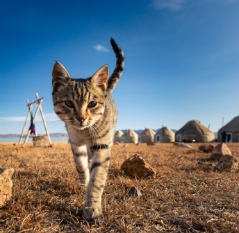 Kirguistan y Kazajistan