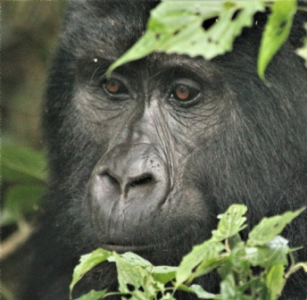 Uganda