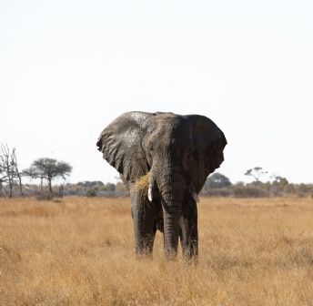 Zimbabwe & Botswana