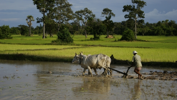 Camboya 