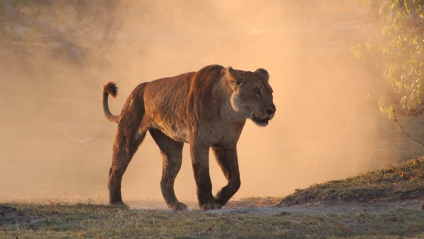 Botswana, Namibia y Zimbabwe