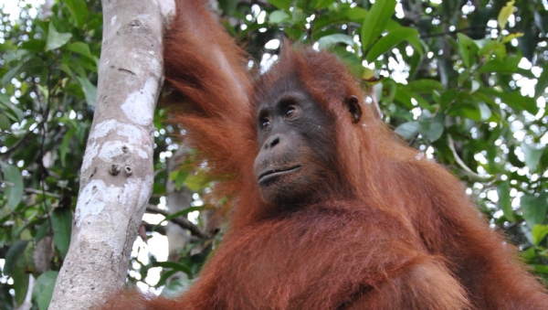 Indonesia