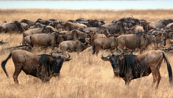Tanzania
