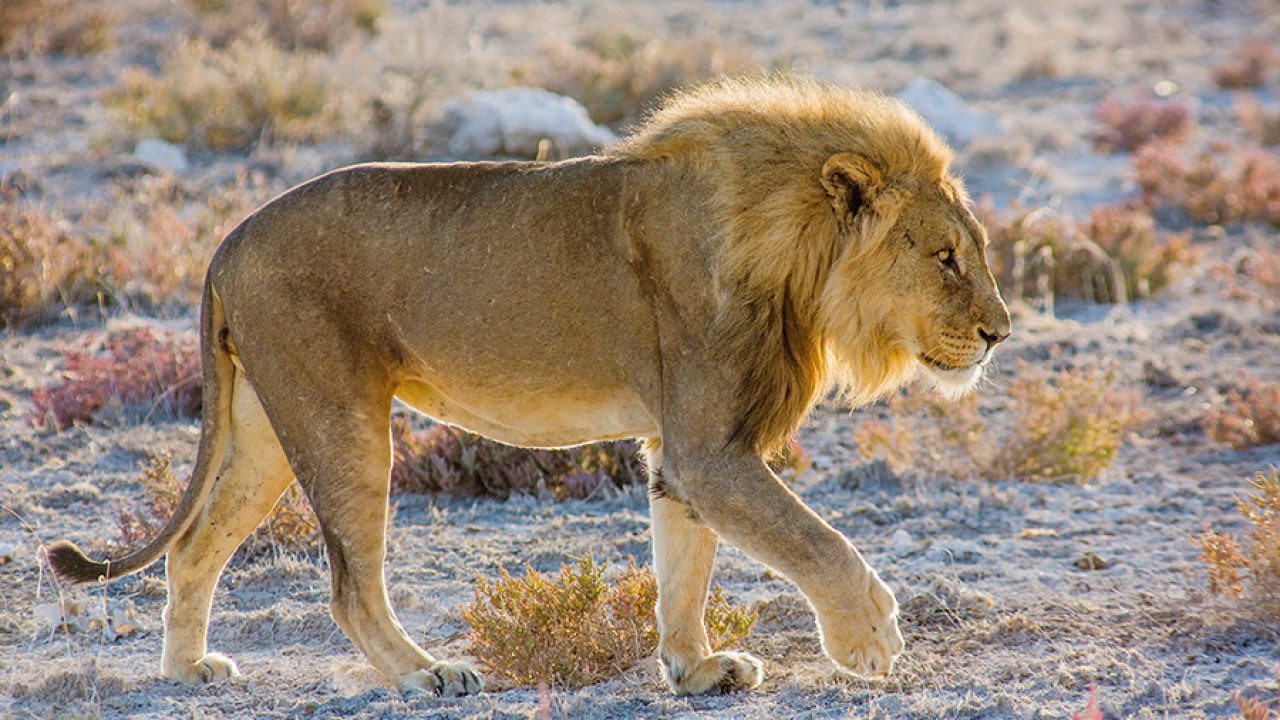 Top 33+ imagen leones del desierto de namibia