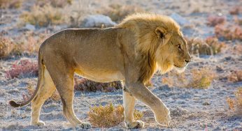 Leones de Desierto en Namibia