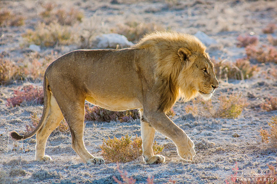 León en Namibia | Foto © J.C. Casado