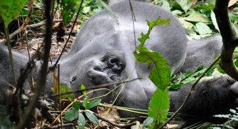 Uganda vs. Rwanda ¿Dónde es mejor para ver los gorilas de montaña?