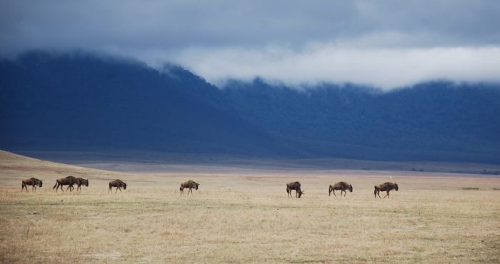 TANZANIA. The Great Migration // Laura San Jose