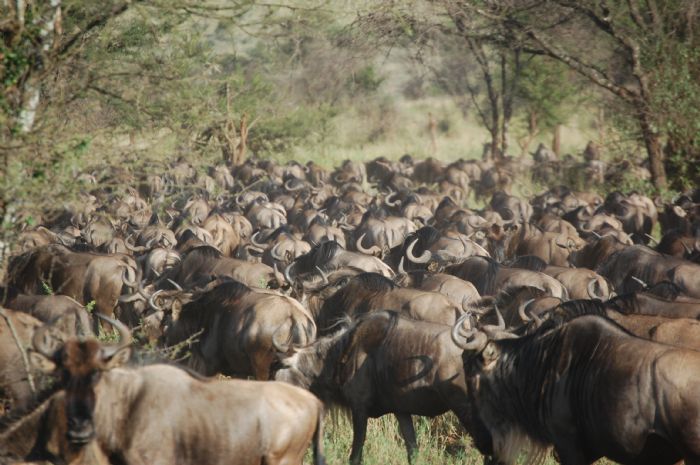 TANZANIA: The Great Migration Spectacle 2014 // Nuria Sala