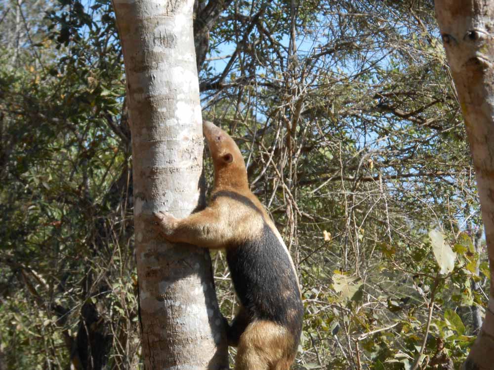 No és tan fàcil veure els animals de la selva - Foto Xavier de Tallada