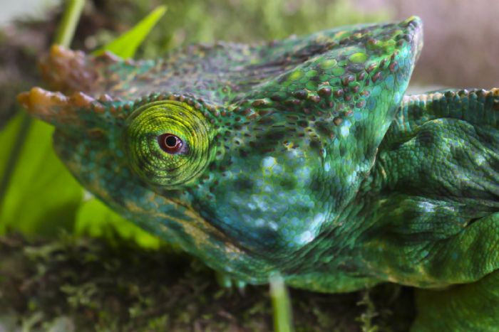 One of Madagascar’s chameleon species | Photo © Javier Pulido