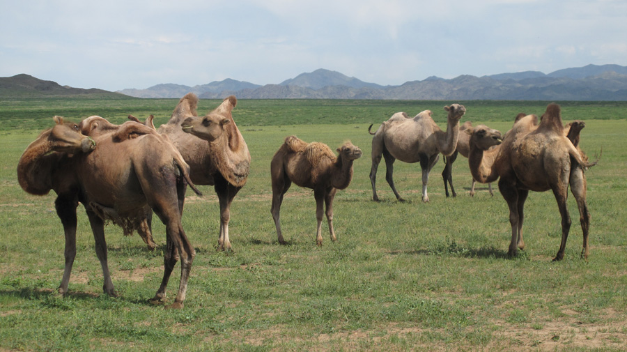 Valle de Orkhon en Mongolia | Foto © Rafael Bonnín