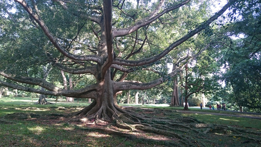 Jardín botánico de Peradeniya, en Sri Lanka | Foto © Rafel Alomar
