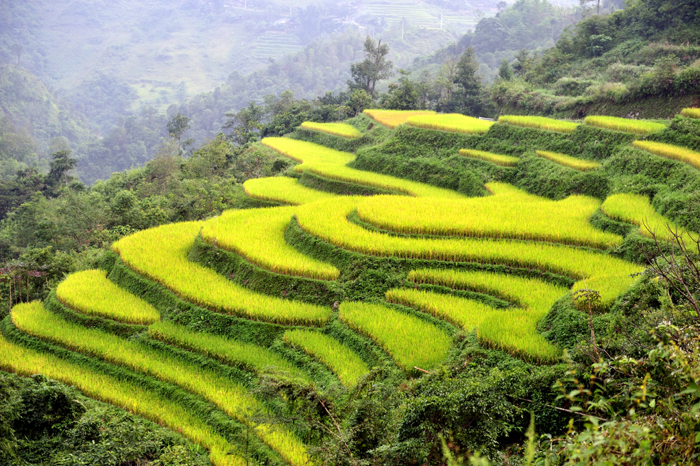 Plantaciones de arroz en Vietnam | Foto © David Galindo