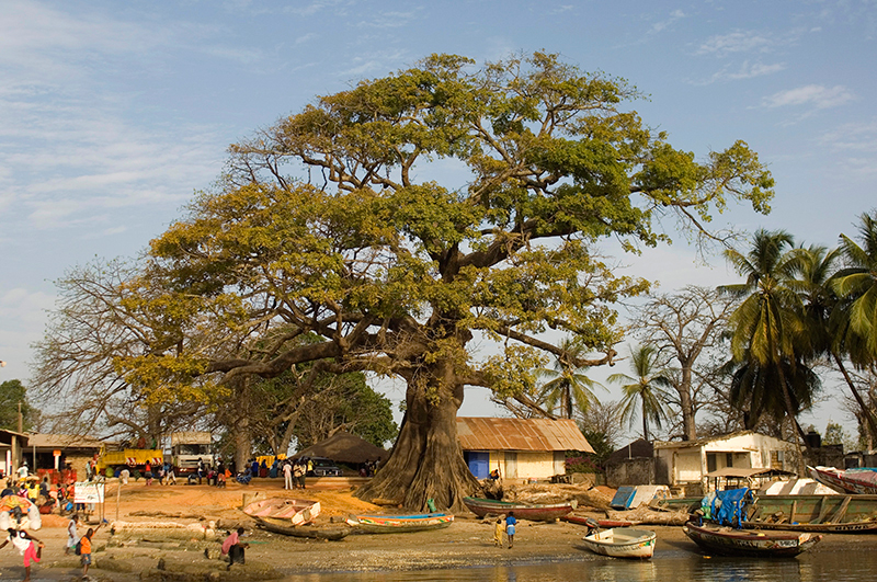 Baobab cerca del río, en Senegal | Foto © Ignasi Rovira