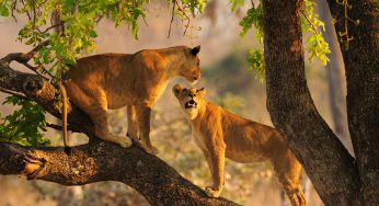 ¿Por qué no un safari en África?
