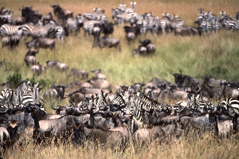 Manadas de cebras y ñús en Kenya | Foto © Ignasi Rovira