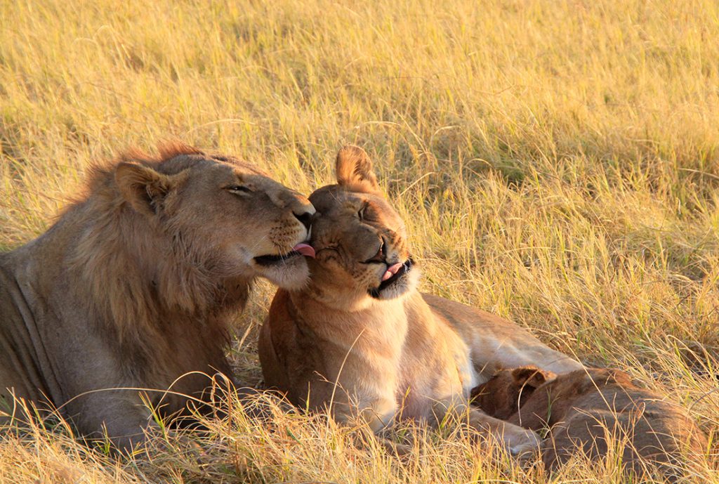 Botswana, Caricias al amanecer | Foto © Eduard Dominguez